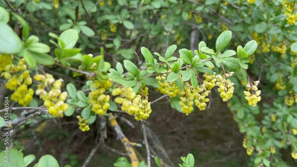 A thin, long branch of barberry with bunches of yellow flowers. A thin, long branch of barberry with bunches of yellow flowers.