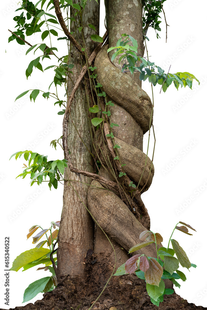 Fototapeta premium Forest tree trunks with climbing vines twisted liana plant and green leaves isolated on white background, clipping path included.