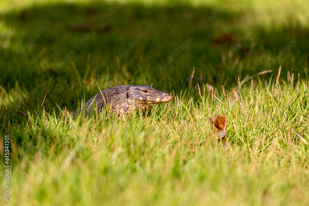 Close-up portrait of a monitor lizard in green grass. Reptile predator in natural habitat. Close-up portrait of a monitor lizard in green grass. Reptile predator in natural habitat.