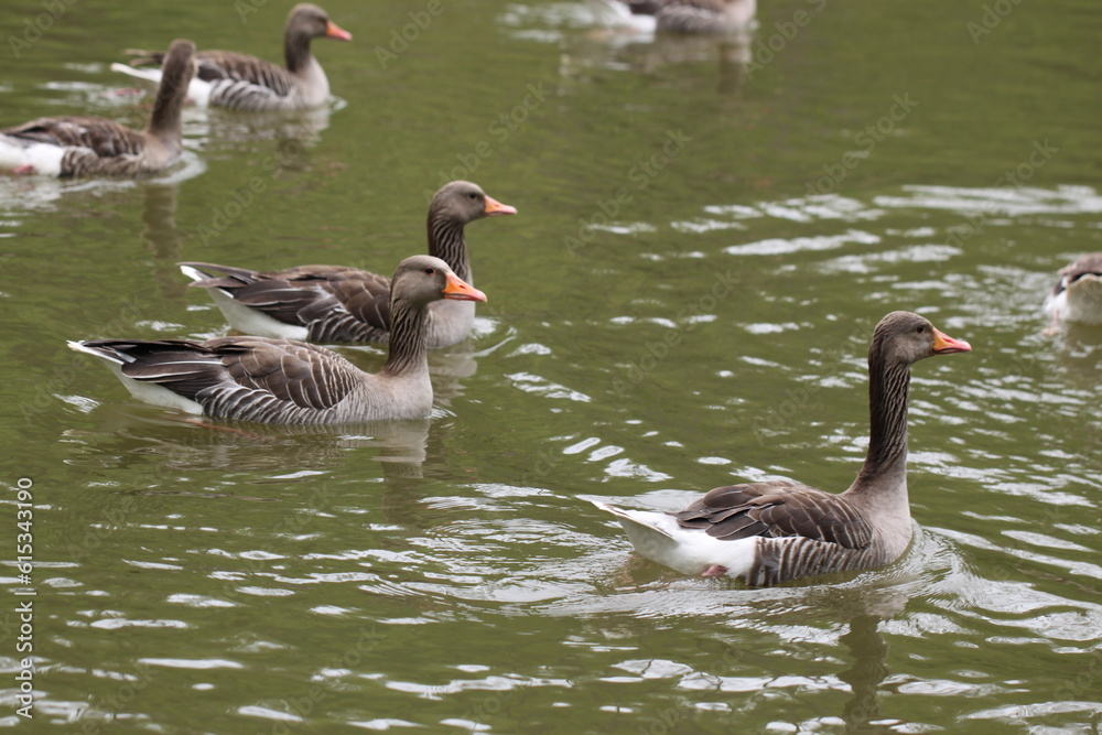 group of grey goose swimming in water group of grey goose swimming in water