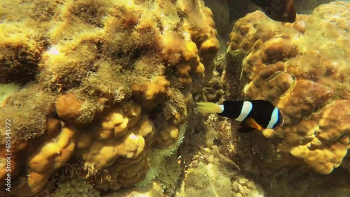 follow view to an Allard's clownfish with ebony gregory and bubble tip sea anemone in background in shallow sea ocean water with golden yellow hue sun ray light reflection beam and particles photo