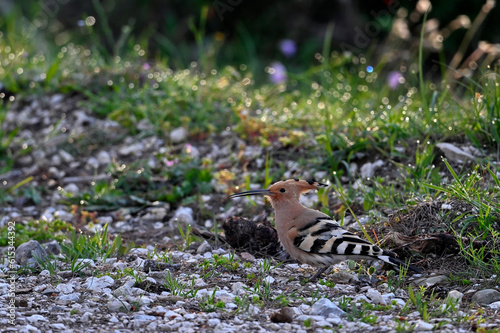 Wiedehopf // Eurasian hoopoe (Upupa epops) - Greece photo