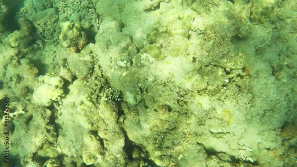 top to bottom view of underwater grave yard of dead broken in pieces