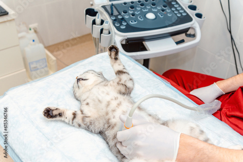 Scottish Fold cat laying on the table.A small gray cat during ultrasound examination in vet clinic.The medical equipment, monitor at the background.