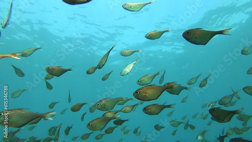 still view from bottom to top of groups of golden school Berycidae fish with particle squiring in the water with shining from sunlight during day in asia photo