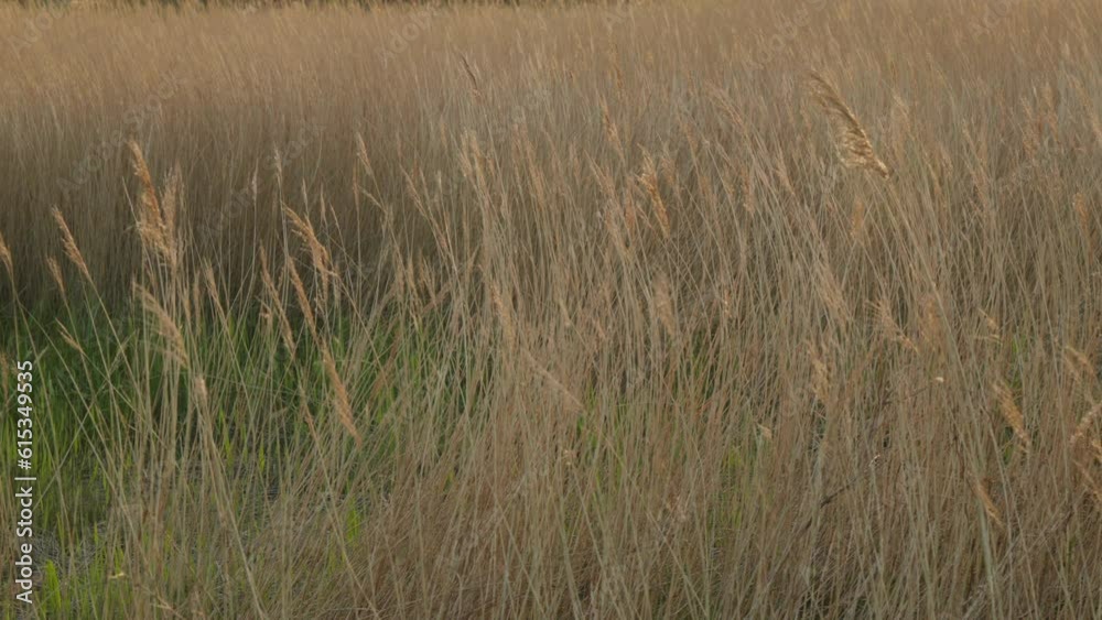 Captivating Reed Grass: Golden Hour Ambience with Subtle Wind Movement in 4K Slow Motion Captivating Reed Grass: Golden Hour Ambience with Subtle Wind Movement in 4K Slow Motion