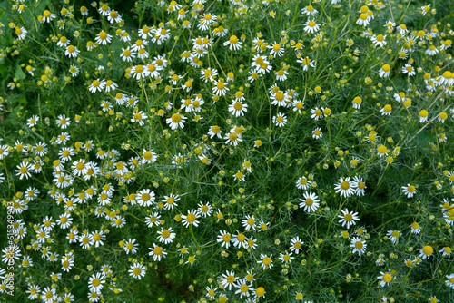 Matricaria recutita (Matricaria chamomilla) flowers. photo