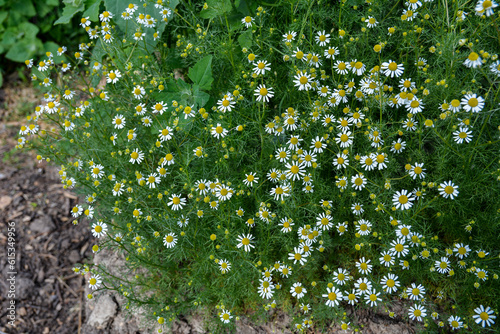 Matricaria recutita (Matricaria chamomilla) flowers. photo