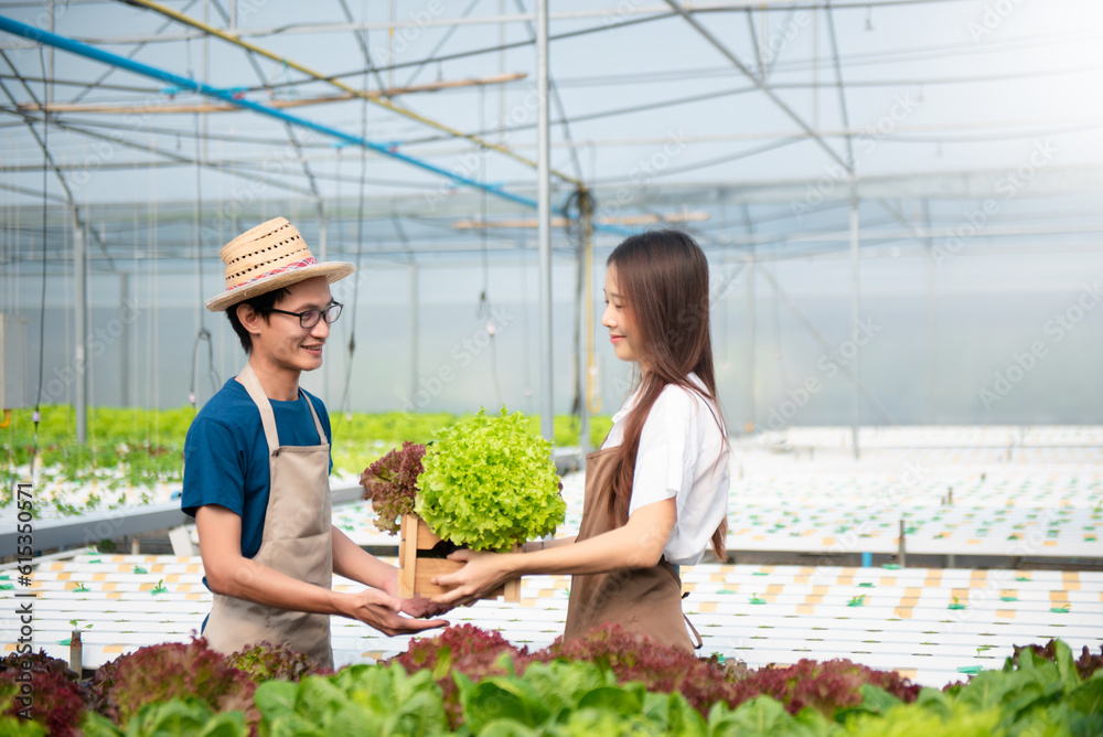 Man and woman working on lettuce plantation in farm using tablet, laptop and holding wood basket of fresh vegetables Man and woman working on lettuce plantation in farm using tablet, laptop and holding wood basket of fresh vegetables