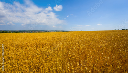 wide summer wheat field under blue cloudy sky