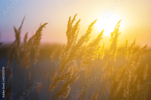 closeup prairie grass in light of evening sun   summer sunset background