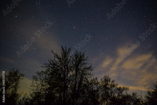 forest silhouette under starry sky, night outdoor natural landscape