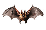 Bat Isolated on a Transparent Background. AI