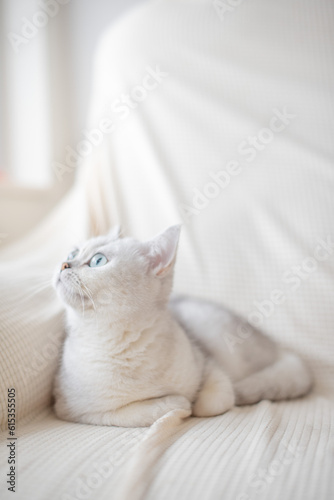 Fototapeta Naklejka Na Ścianę i Meble -  white cat sleeping