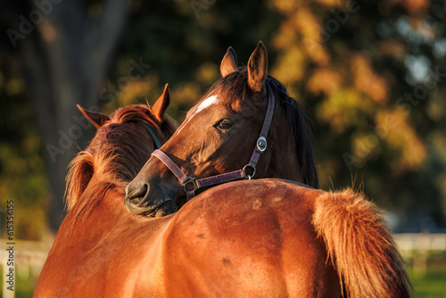 Two horses grooming, biting and scratching each other on pasture. Animal behavior