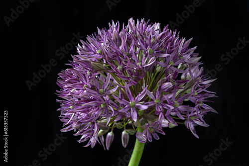Purple allium on black