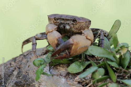 A field crab shows an expression ready to attack. This animal has the scientific name Parathelphusa convexa.  photo