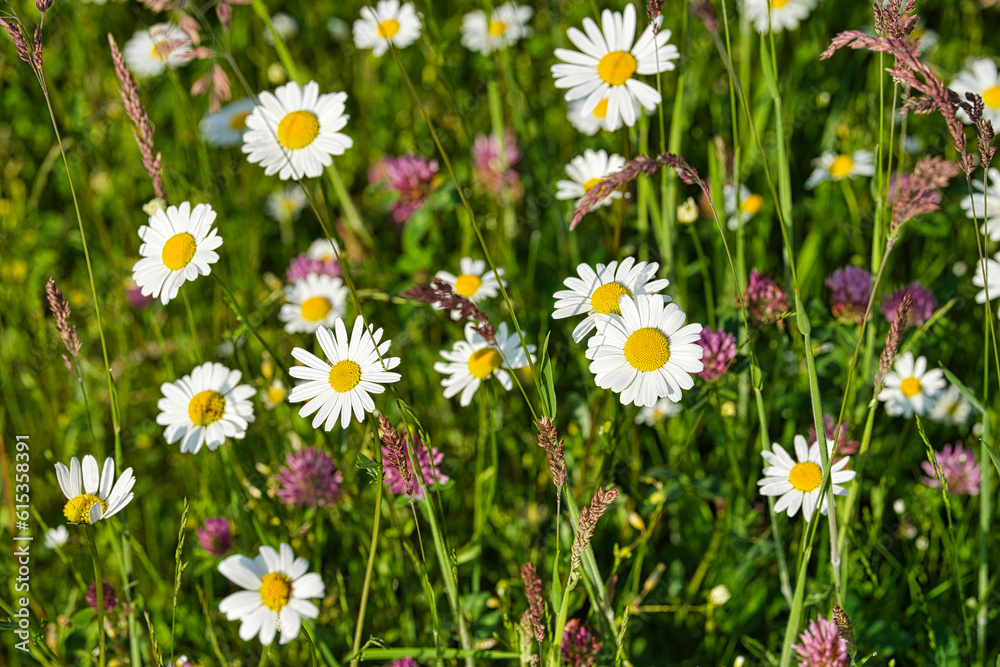 Fototapeta premium daisies in the grass