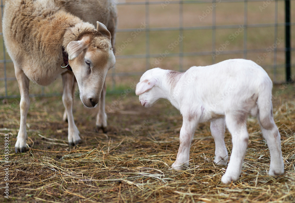 Katahdin sheep ewe playing with its lamb Katahdin sheep ewe playing with its lamb