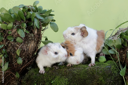 Cute and adorable appearance of a number of newborn guinea pig babies. This rodent mammal has the scientific name Cavia porcellus.
