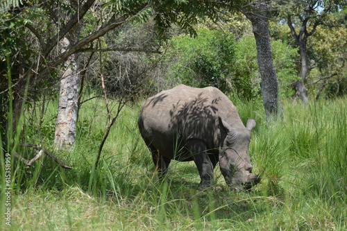 rhino in the wild