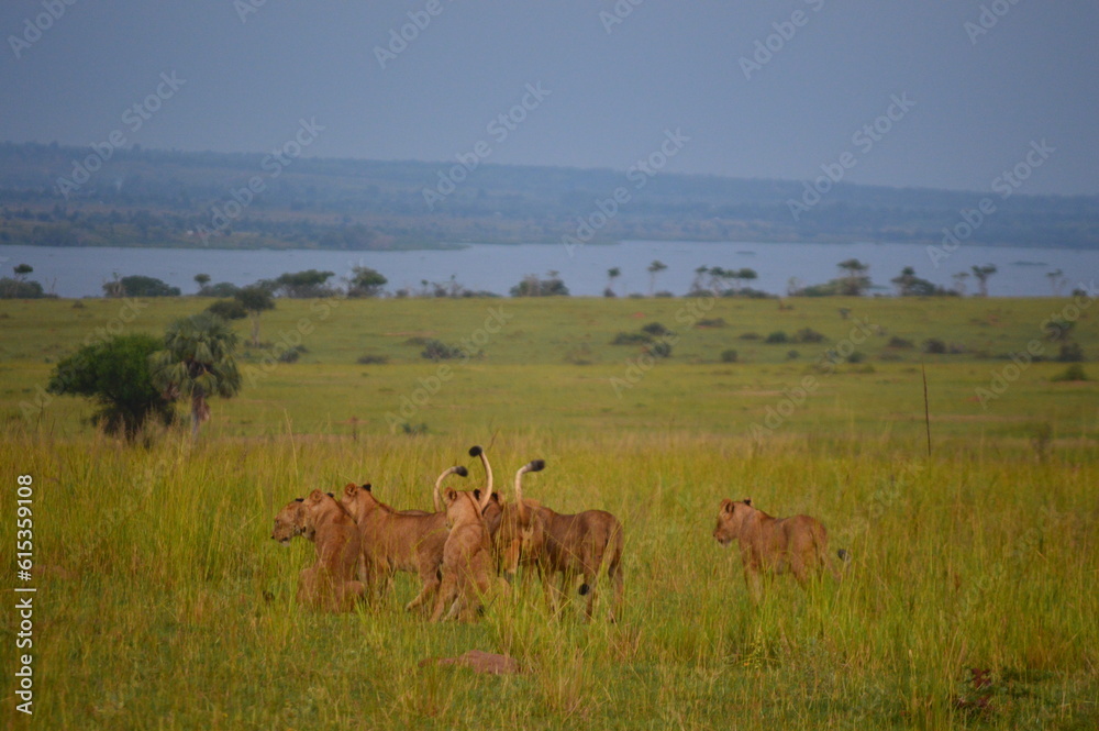 Fototapeta premium group of lions