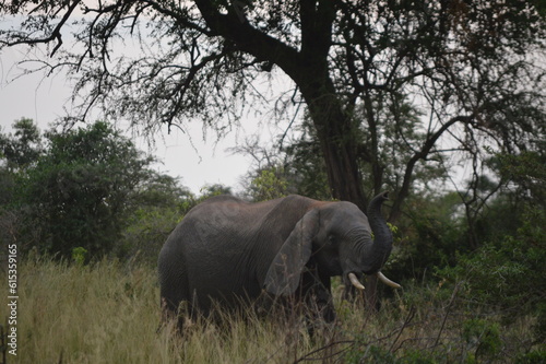 Canvas Print elephants in the wild