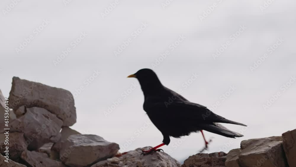Black bird walking on rock and stone with mountain range in background Black bird walking on rock and stone with mountain range in background