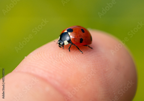 ladybird on a hand macro shot