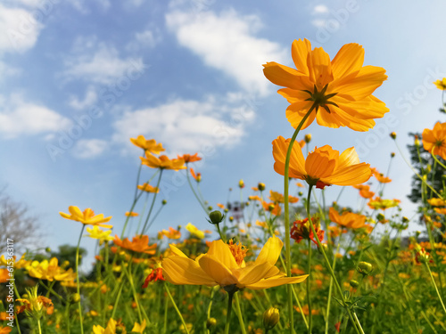 yellow flowers on sky