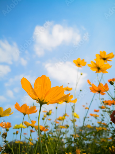 Yellow cosmos flower and light blue sky feel a bright day. Yellow flower.