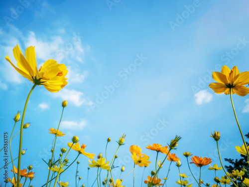 Fototapeta Naklejka Na Ścianę i Meble -  Yellow cosmos flower and light blue sky feel a bright day. Yellow flower.