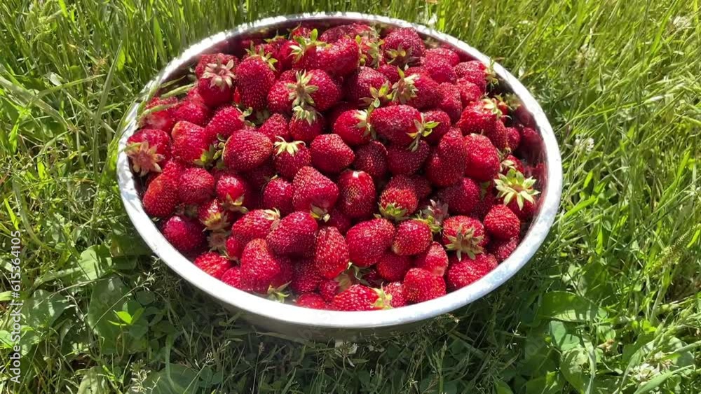 female hand holding red sweet joucy strawberry Against the basin full with berries female hand holding red sweet joucy strawberry Against the basin full with berries