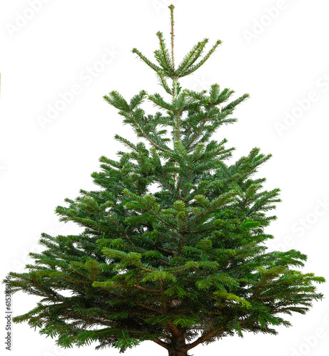 not decorated green christmas tree texture template overlay isolated on transparent background  natural pure fir tree plant