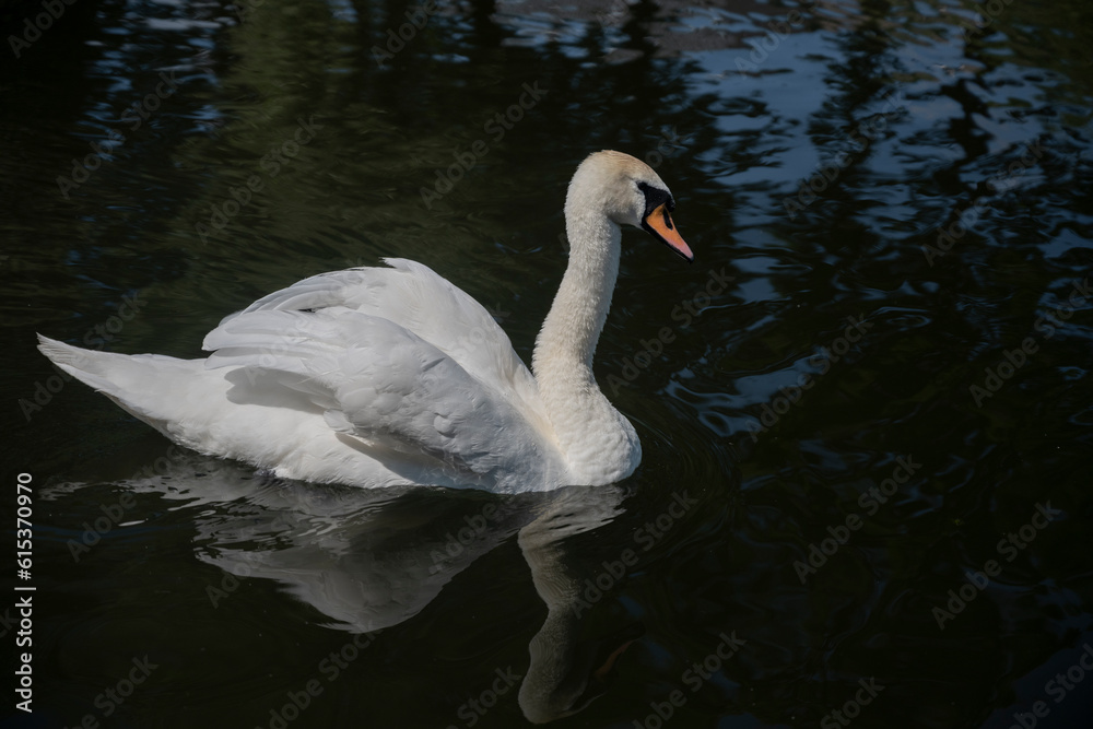 Naklejka premium white swan on the water