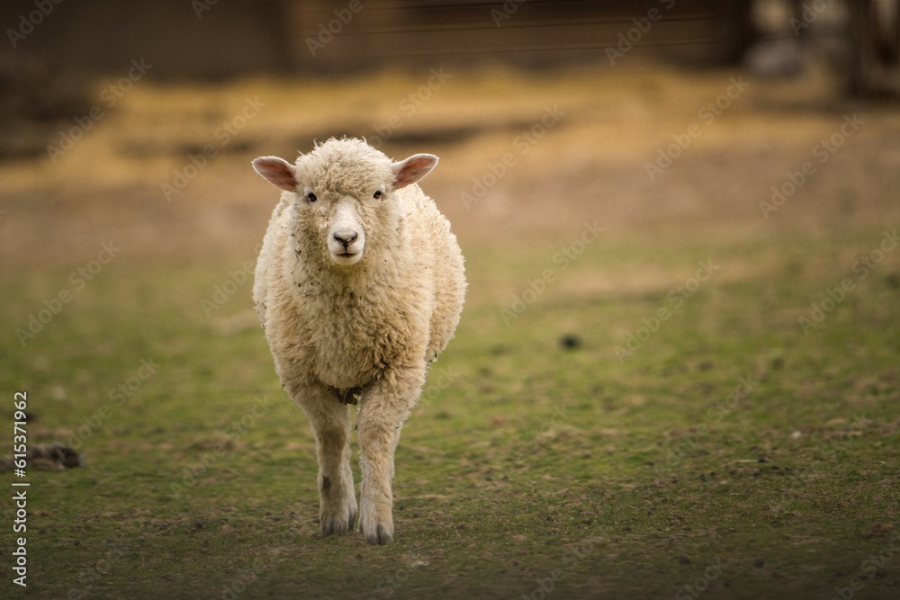 Fototapeta premium baby bright sheep on the farm
