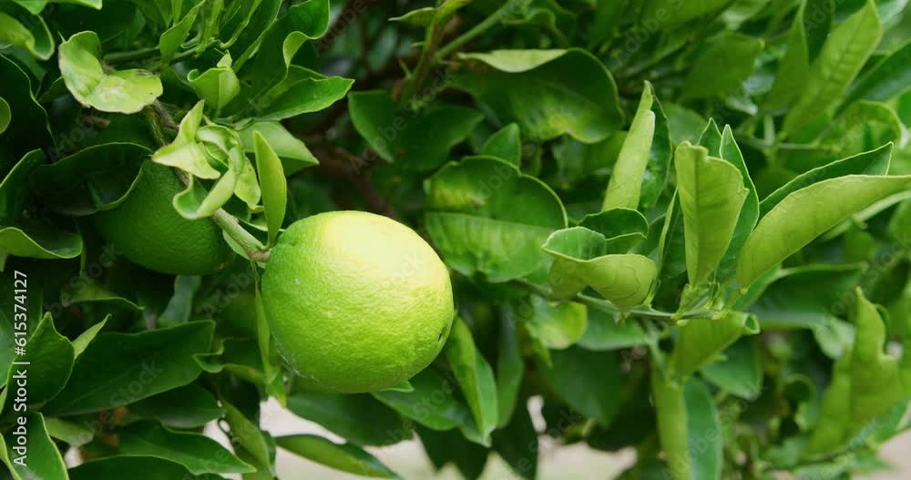 Close up of a lime that is not quite ripe yet still attached to a lush green tree. slow motion slider shot. Close up of a lime that is not quite ripe yet still attached to a lush green tree. slow motion slider shot.