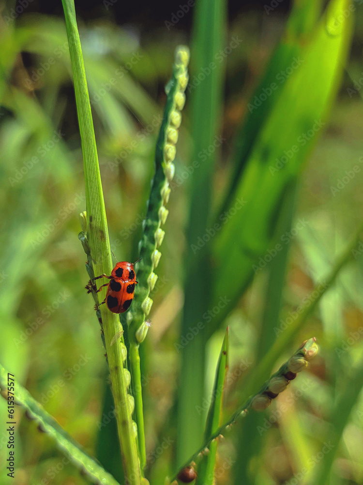 Fototapeta premium ladybug on green leaf