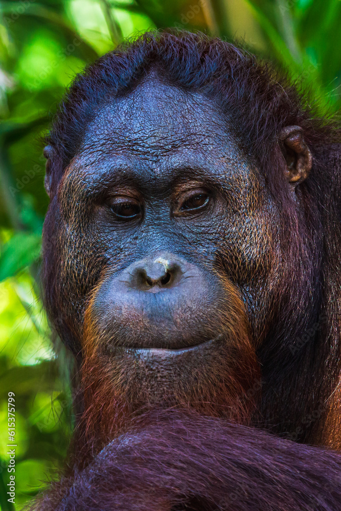 Fototapeta premium Monkey looking into the camera