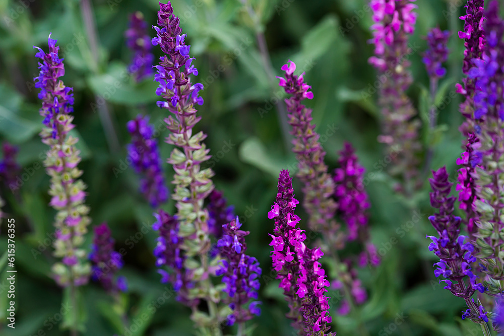Blooming sage oak. Purple flowers similar to lavender. Floral background. High quality photo Blooming sage oak. Purple flowers similar to lavender. Floral background. High quality photo
