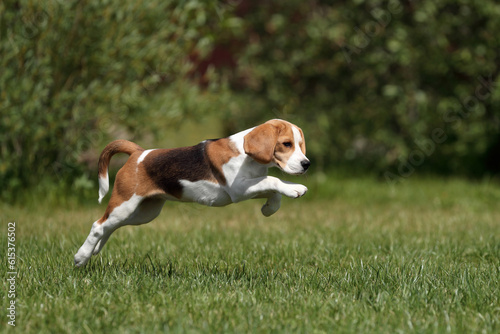 Cute beagle puppy is playing in nature. Active puppy. Beagle puppy running through the grass