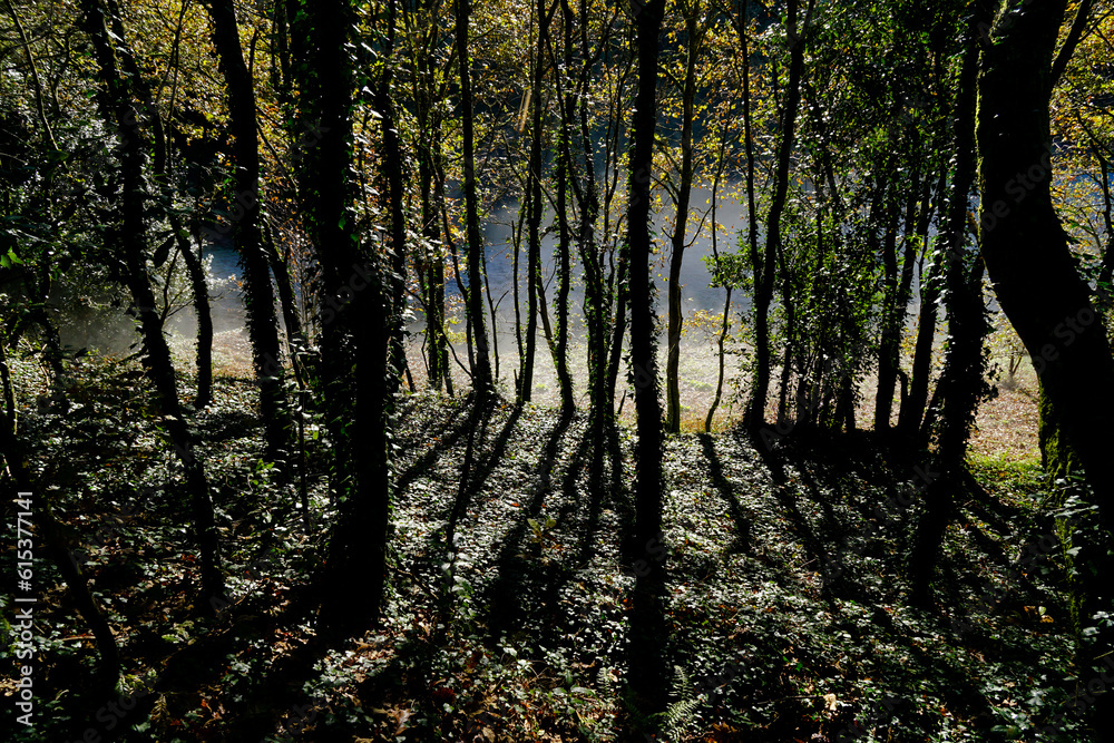 Fototapeta premium Leafy forest with a beautiful light. The trunks reflect their shadow on the ground. Enchanted forest concept. Galicia, Spain.
