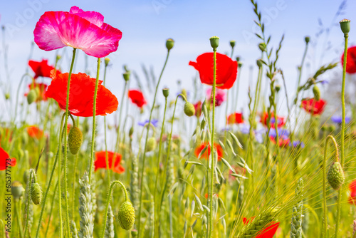 Poppies and cornflowers in a grain field in Drenthe  Netherlands