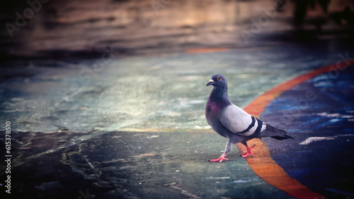 A pigeon walking in a concrete field, Thailand