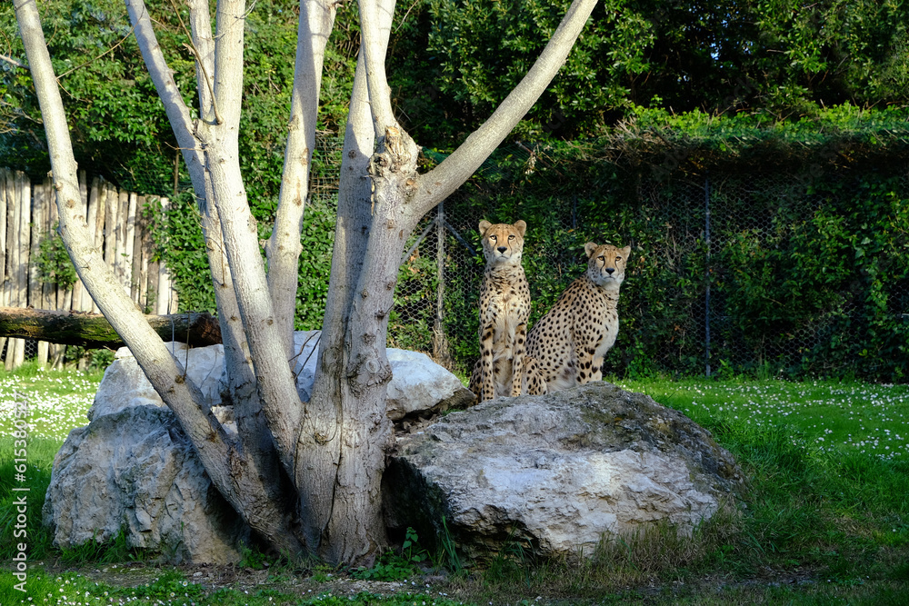 Beautiful cheetahs on stone near tree in conservation area Beautiful cheetahs on stone near tree in conservation area