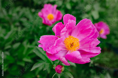 Pink peony flowers in the garden © iMarzi
