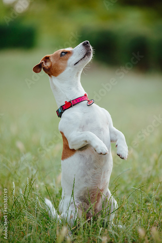 Fényképezés A dog Jack Russell Terrier standing on hind legs waiting for food