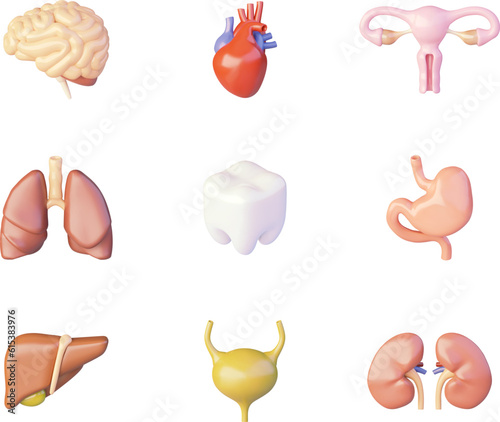 Vector human internal organs icon set. Brain, lungs, heart, stomach, liver, kidneys and bludder, female reproductive system and tooth