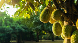Ripe durians growing on trees in orchard, background with space for text, copy space, generative AI

