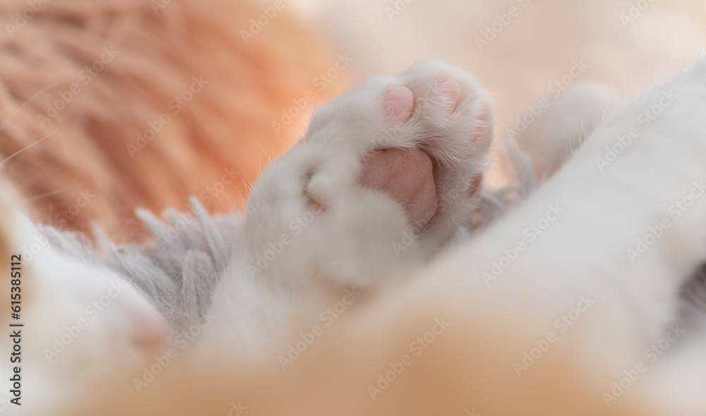 可愛い猫の肉球 可愛い猫の肉球